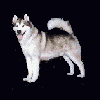 malamute