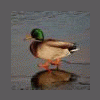 mr_mallard